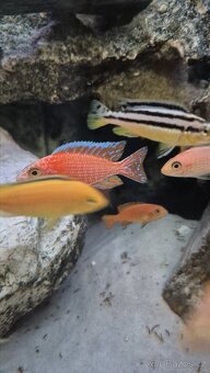 Krmení pro ryby Tlamovci Malawi - 3