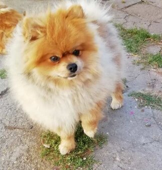 Německý špic trpasličí - 3