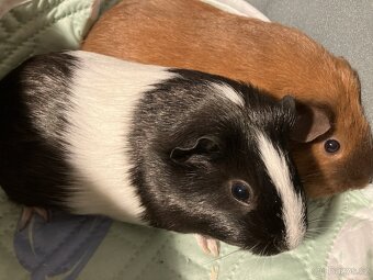 Morčata samičky - 3