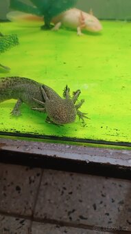 Axolotl mexický - 3