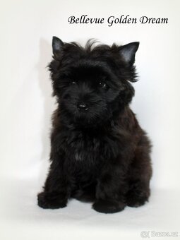 fenečky jorkšírka - yorkshire terrier - 3