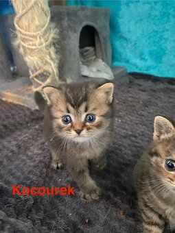 Britská koťata - 3
