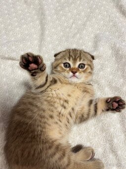 Krásný skotský klapouchý kocourek – 2 měsíce – Praha - 3