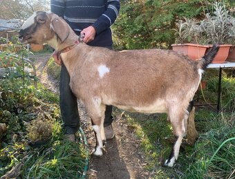 Anglonubijská koza 93% - 3