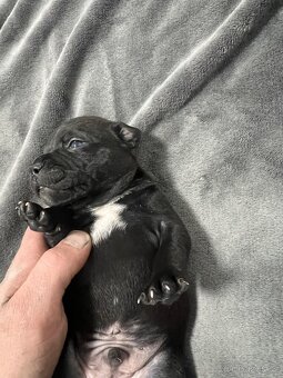 Stafordšírský bulteriér SBT - 3