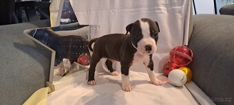 Americký stafordšírský teriér - 3