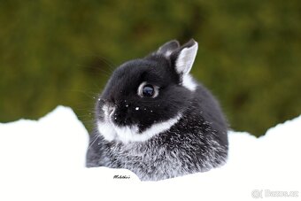 Bílopesíkatí králíčci - 3