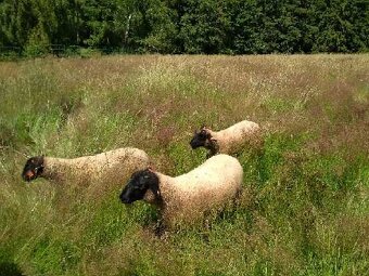 Roční beránek suffolk - 3