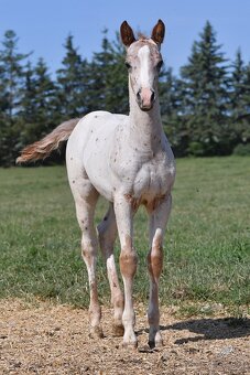 Appaloosa hřebeček - 3