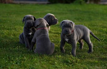 Cane corso ke krytí v modré barvě - 3