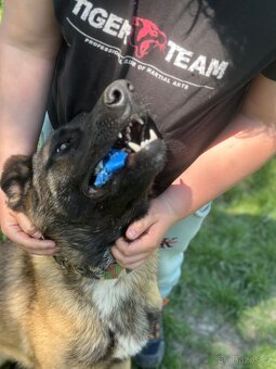Belgický ovčák malinois bez PP - 3