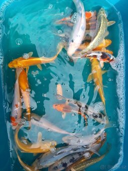 KOI KAPR. - 3