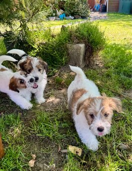 Jack Russell terier - stenata s prukazem puvodu - 3