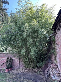 Bambus Phyllostachys bissetii - 3