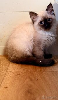 Koťátka Ragdoll s PP - 3