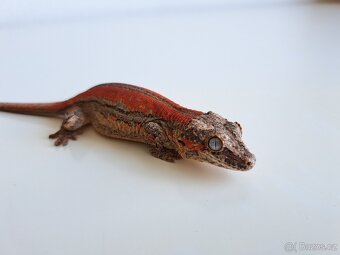 Rhacodactylus auriculatus . - 3