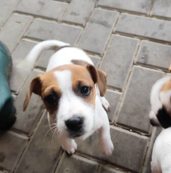 Jack Russell teriér - 3