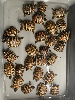 Želva zelenavá - Testudo hermanni - 3