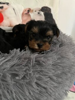 Jorkšírský teriér - 3