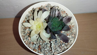 Haworthia obtusa 'Marin' variegated ( sukulent ) - 3