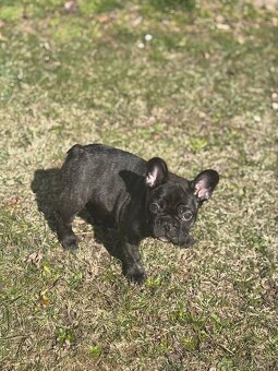 Francouzský buldoček s PP - 3