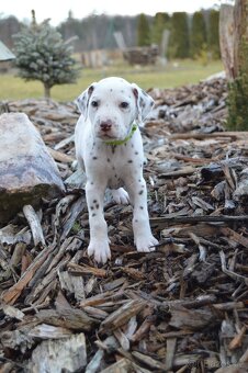 Dalmatin štěně - 3