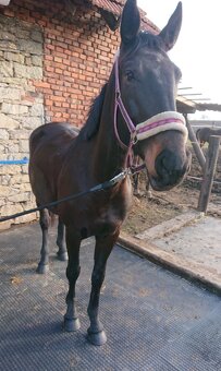PODLAHOVÉ PANELY ZÁTĚŽOVÉ skladem v Praze a Litomyšli - 3