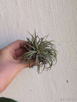 Tilandsie, Tillandsia - 3