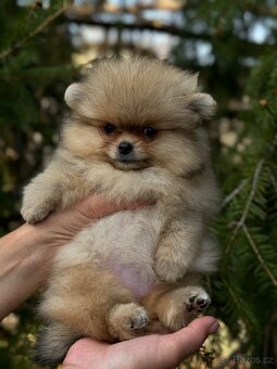Pomeranian MINI fenečka PP FCI - 3