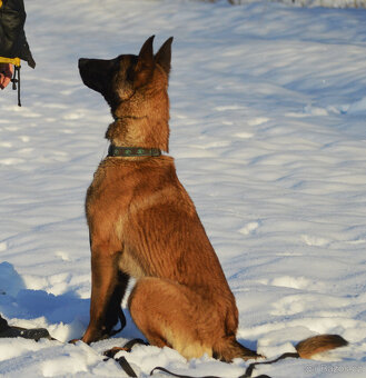 Belgický ovčák malinois s PP - 3