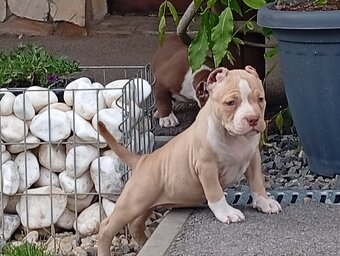 American bully pocket - 3