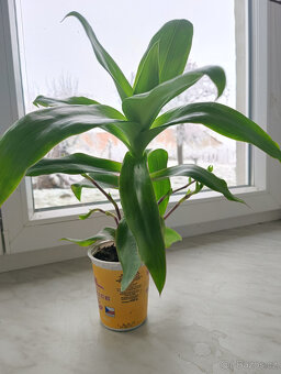 léčivá KALÍSIE vonná, ALOE - 3