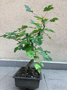 Bonsai, Bonsaj, jamadori, javor babyka - 3