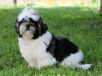 Shih-tzu, ši-tzu , shih tzu, ši-cu - štěňátka s PP FCI - 3