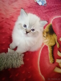 Ragdoll koťátka bez PP - 3