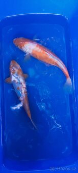 KOI kapři - 3