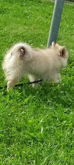 Krásné štěně trpasličí špic( mini pomeranian) - 3