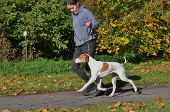 Pejsek a fenka_pointer_štěňátka_CHS z Mešinské hájovny - 3