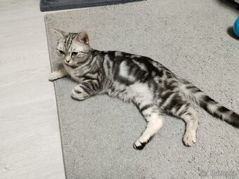 Nabizim britskeho whiskas kocourka bez PP - 3