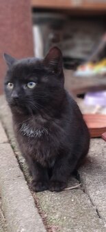 Darujeme koťata. - 3