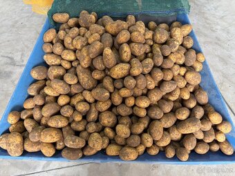 Brambory na uskladnění - 3