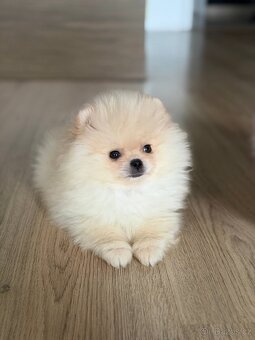 Pomeranian mini pejsek - 3