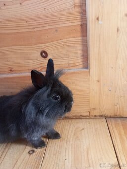 Prodám zakrslá králíčata - 3