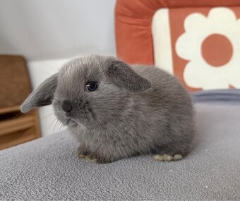 Zakrslý beránek s PP - 3