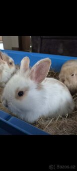 Zakrslí králíčci - 3