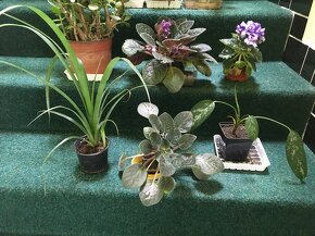 pokojové rostliny foceno 5.5.2024 - 3
