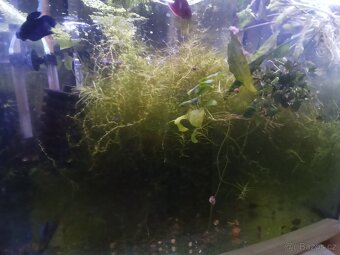 Akvarijní mechy a Anubias nana - 3