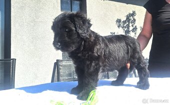 Briard s PP - 3