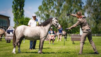 Welsh mountain Pony - 3