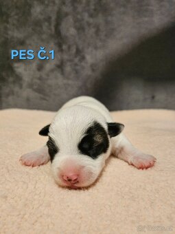 JACK RUSSELL - K REZERVACI - 3